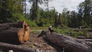 Best Firewood Processing and Delivery  in Dryden, MI