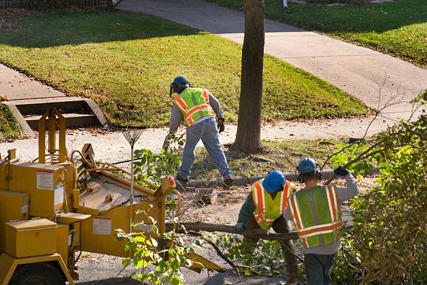 Best Stump Grinding and Removal  in Dryden, MI