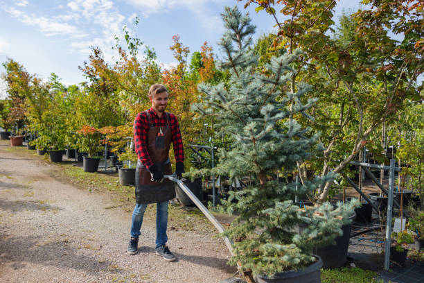 Best Tree Preservation Services  in Dryden, MI