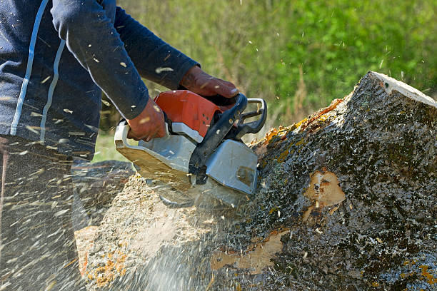 Best Arborist Consultation Services  in Dryden, MI